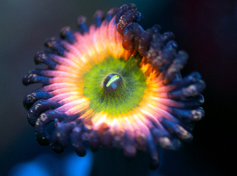 SC Orange Rainbow Zoa