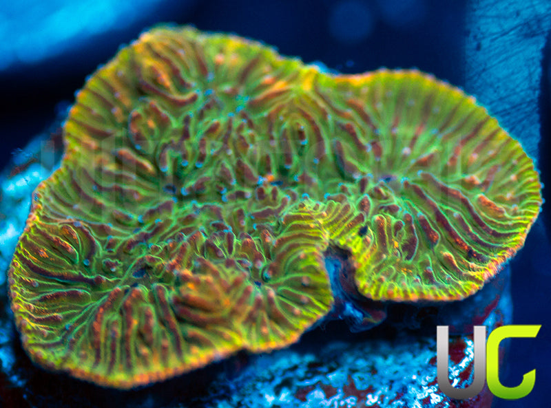 UC Headless Horseman Lepto