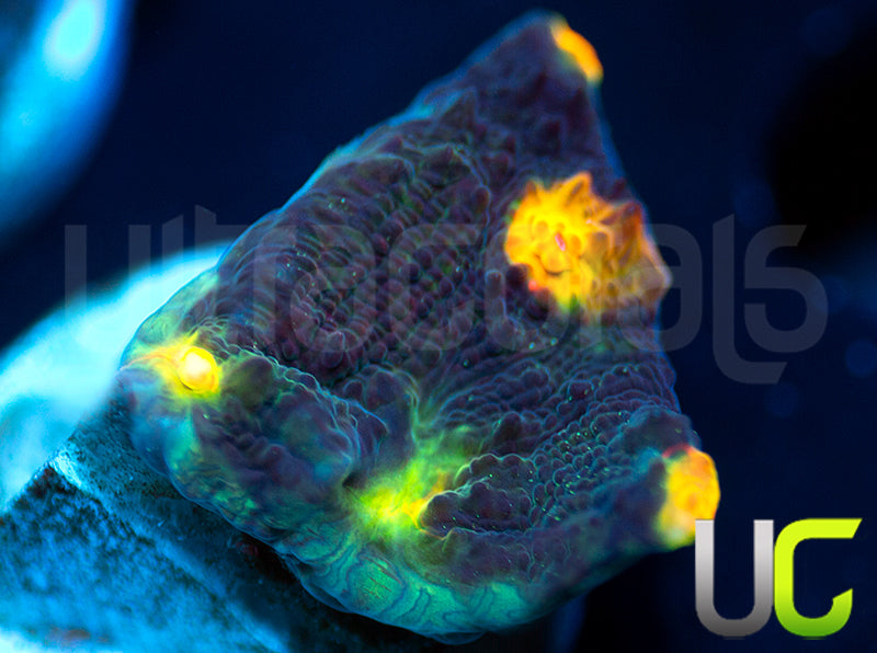 UC Tazmanian Devil Chalice