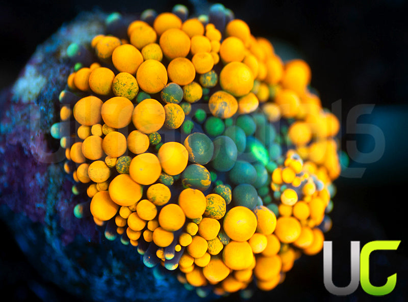 UC Metallic Orange Bubble Florida Ricordea