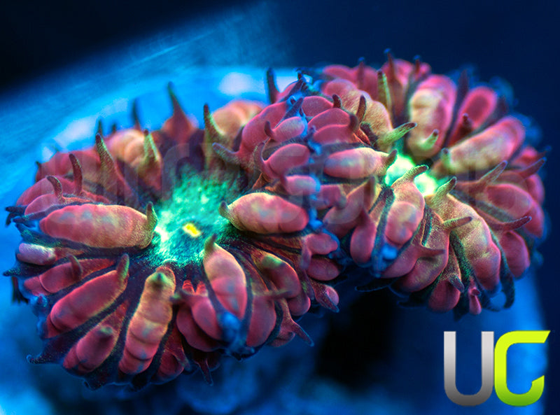 UC Hyper Gypsy Blastos