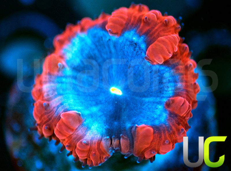 UC Forbidden Blue Blasto