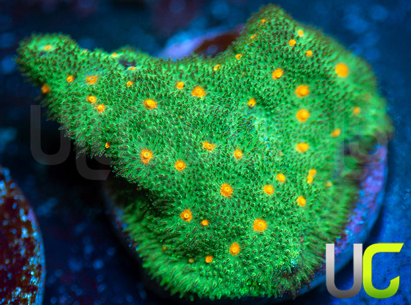 CC Smashing Pumpkins Psammocora