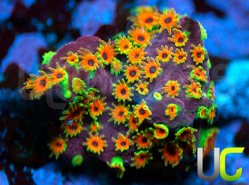 WWC Looney Tunes Stylo