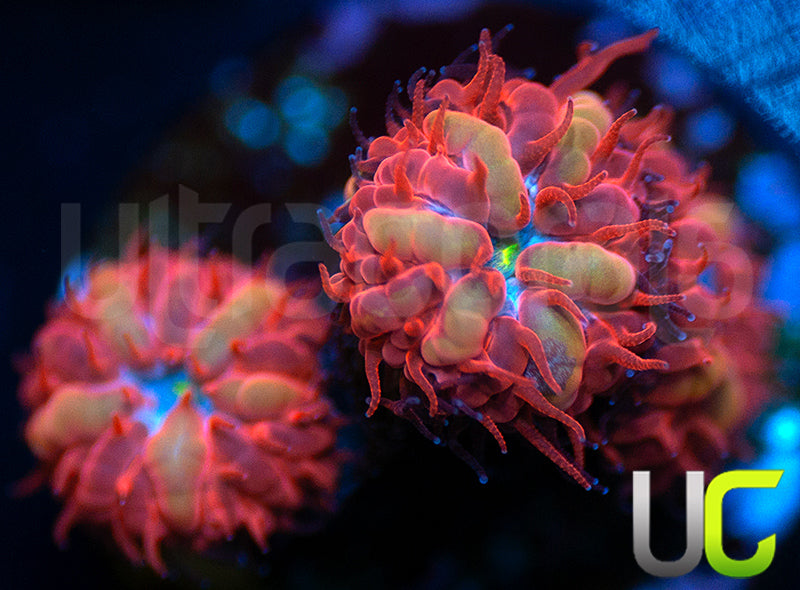 UC Blue Ravens Blasto