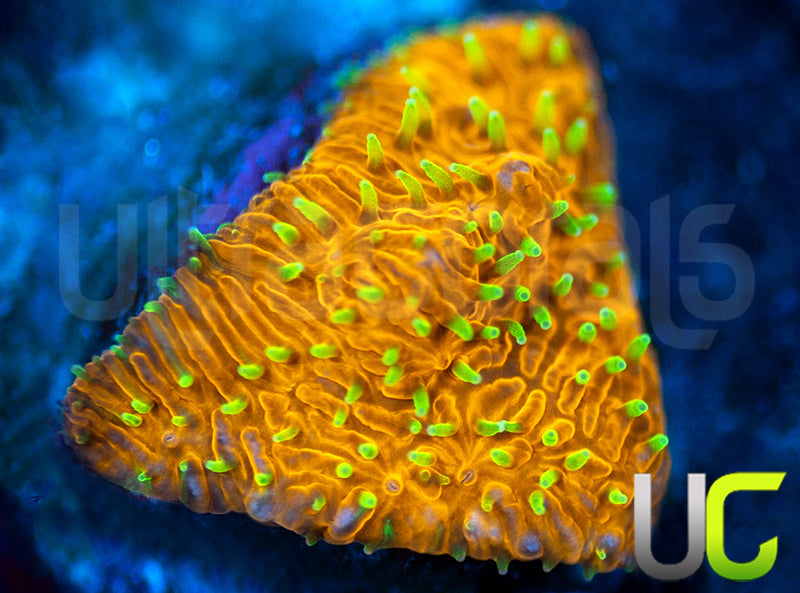 UC Fuzzy Navel Litho