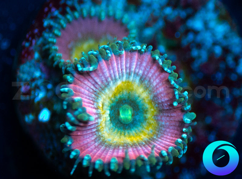 Beauty and the Beast Proto