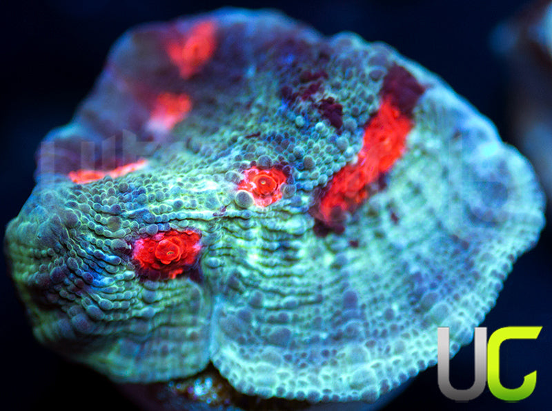 JF Hellspawn Chalice