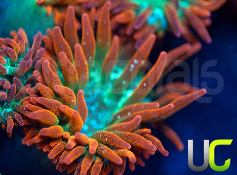 UC Funburst Anemone