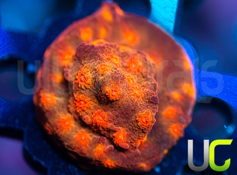 UC Jolly Roger Cyphastrea
