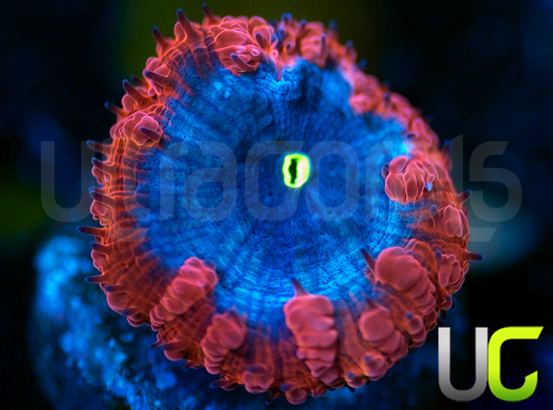 UC Forbidden Blue Blasto