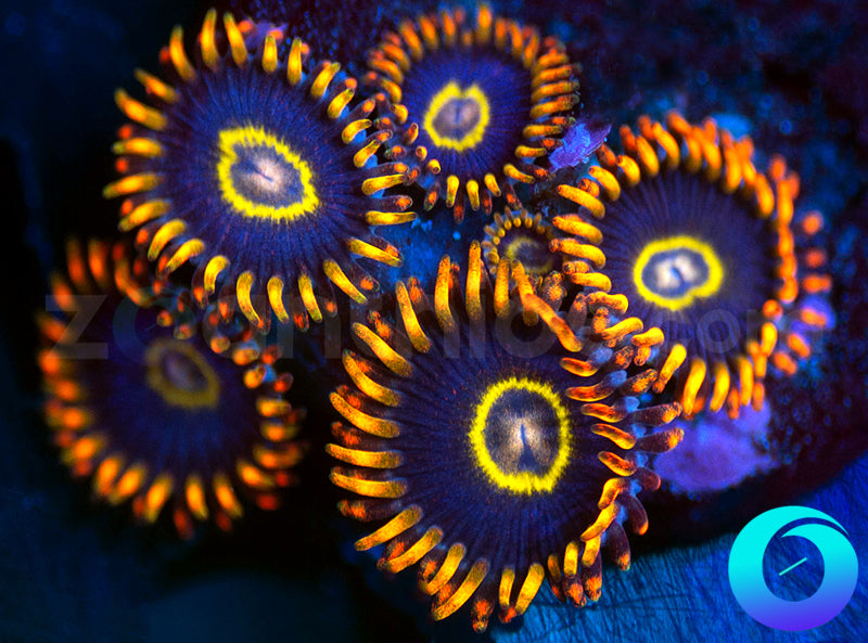 Rainbow Hornets
