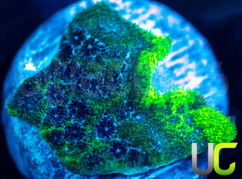 UC Toxic Constellation Psammocora