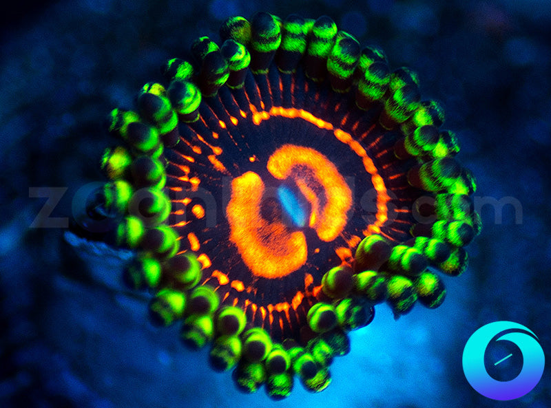 CC Flaming Brohicans