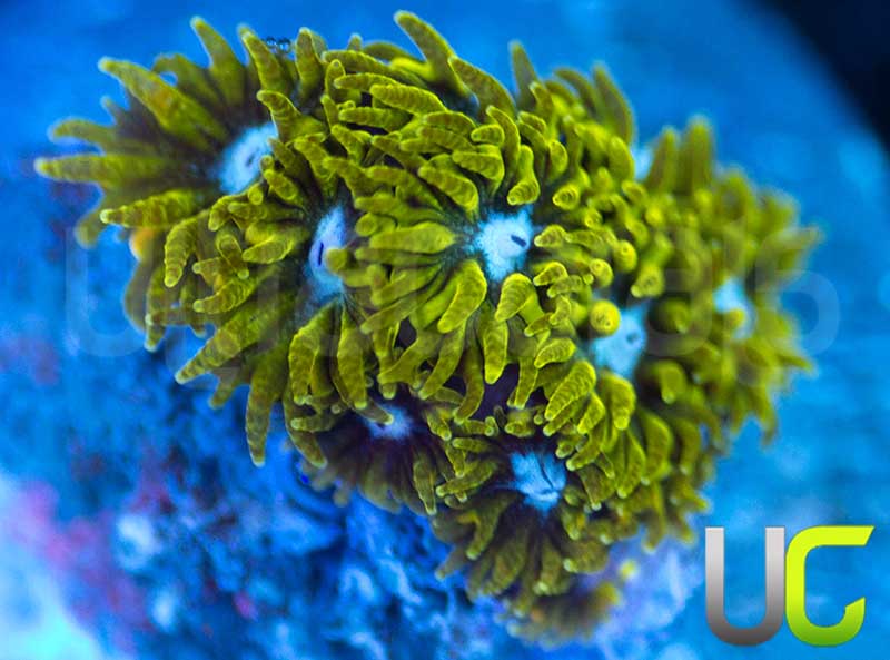 UC Blue Eyed Girl Leptastrea