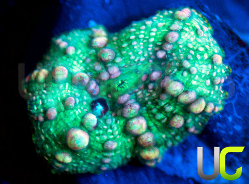 UC Mrs Pac Man Bouncing Discosoma Mushroom
