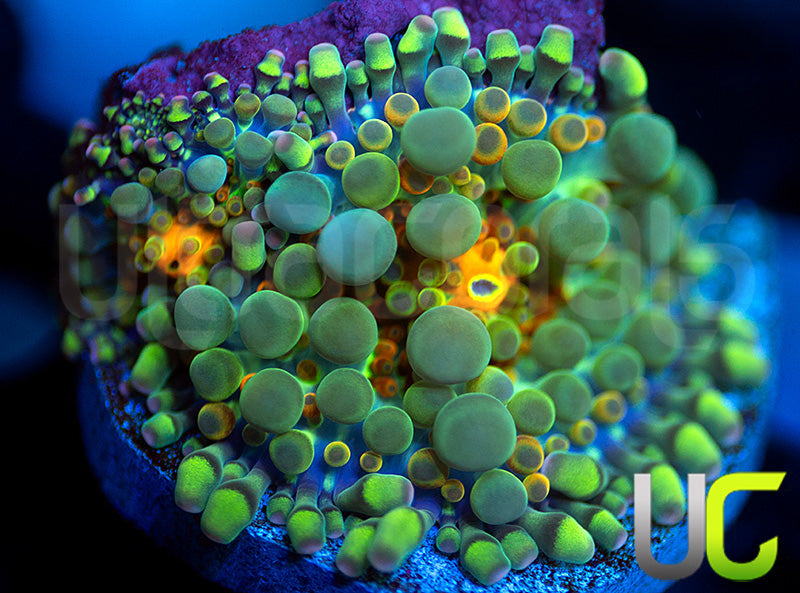 UC Caterpillar Yuma Ricordeas