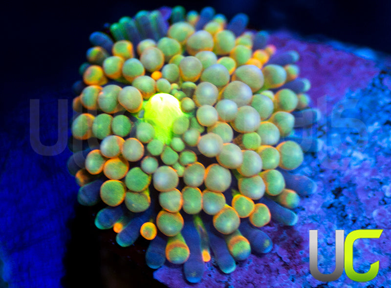 Multicolored Florida Ricordea