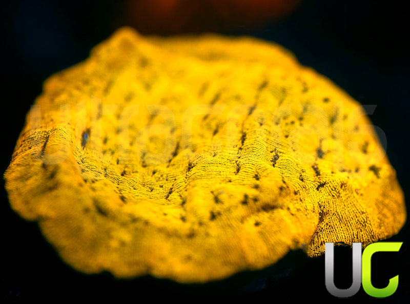 UC Golden Dragon Lepto