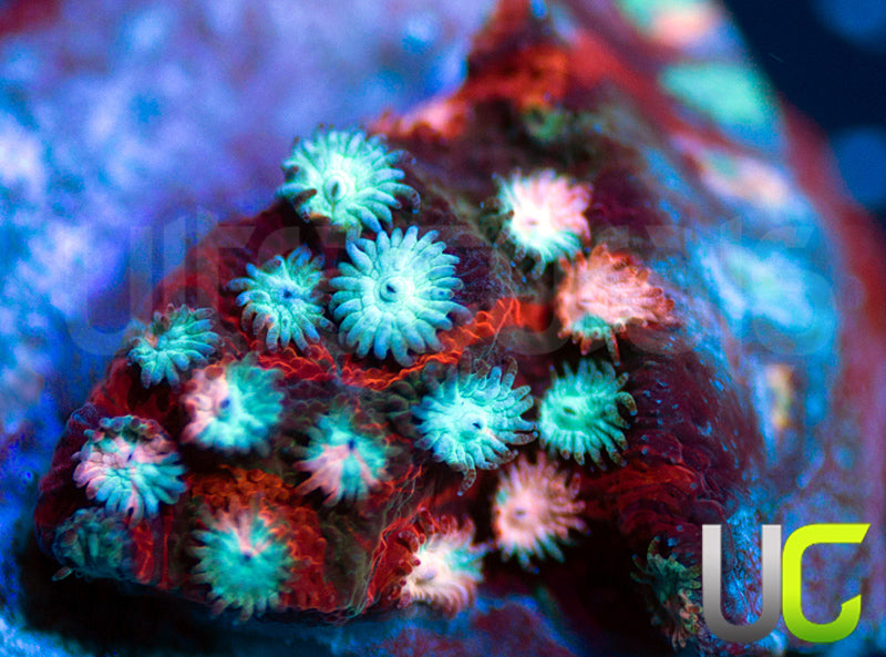 JF Fender Bender Cyphastrea