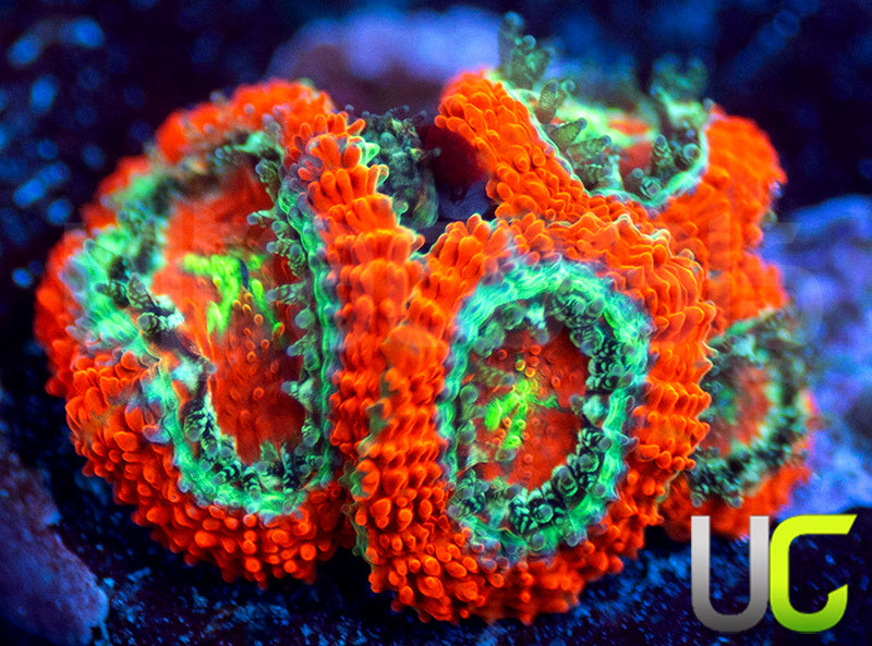 UC Area 51 Micro Amakusensis