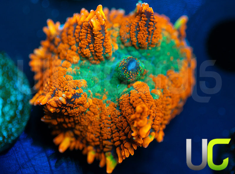 UC Daydream Mushroom