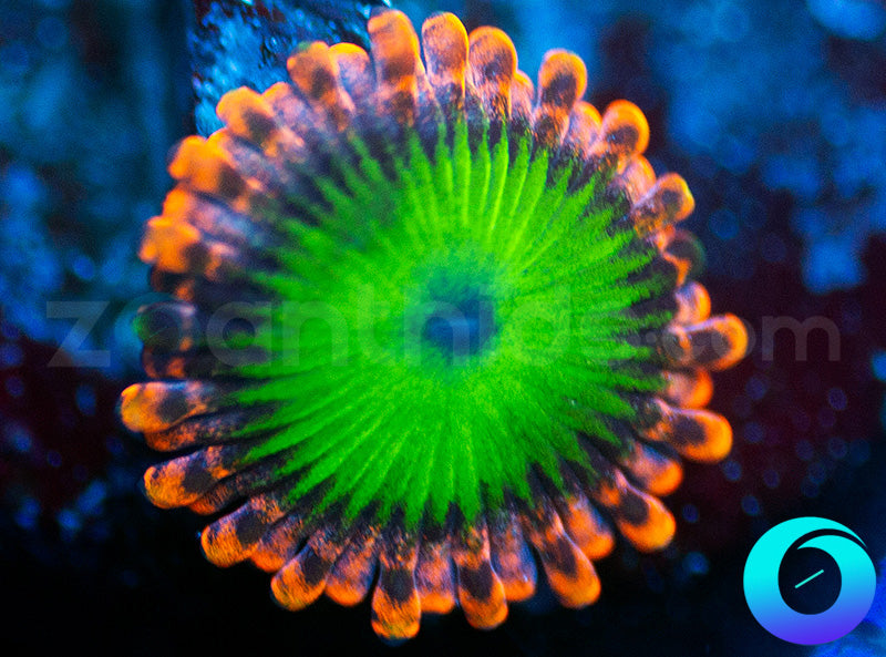 Electric Oompa Loompa