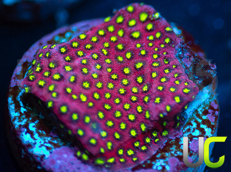 UC Raspberry Pie Stylo