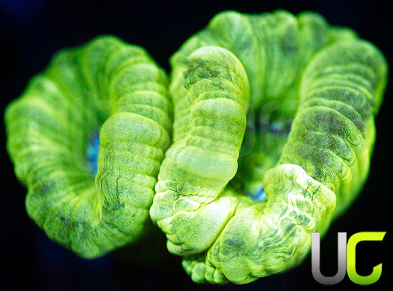 Kryptonite Candy Cane