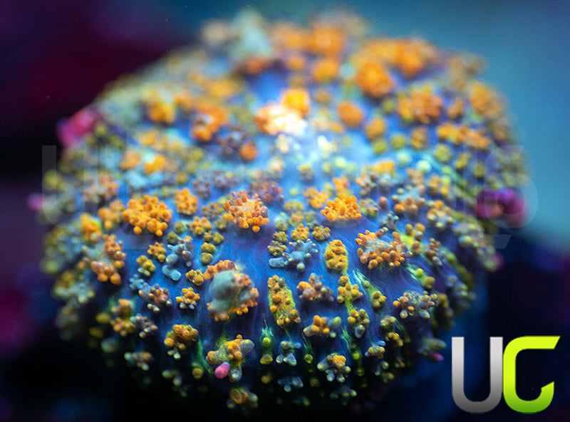 Golden Dragon Bounce Mushroom