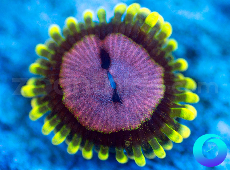 Purple Monster