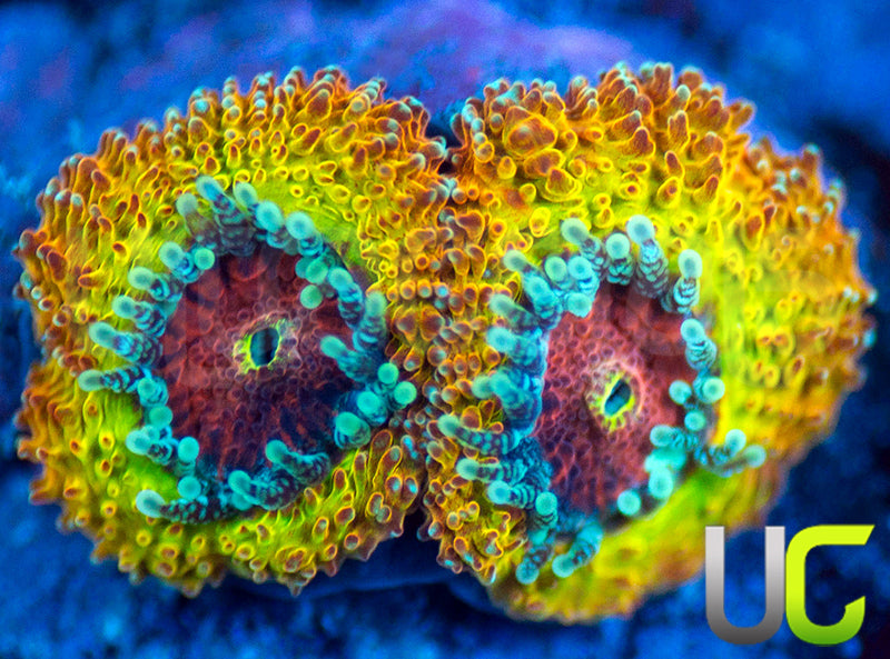 UC Sunfire Micro Amakusensis