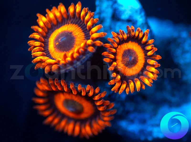 Oxides