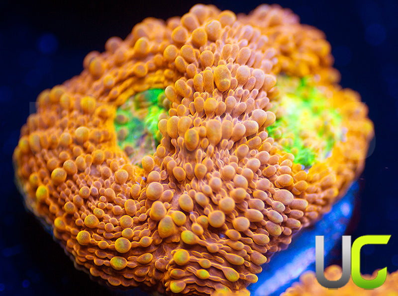 NEW RELEASE: UC Lorax Acan Echinata