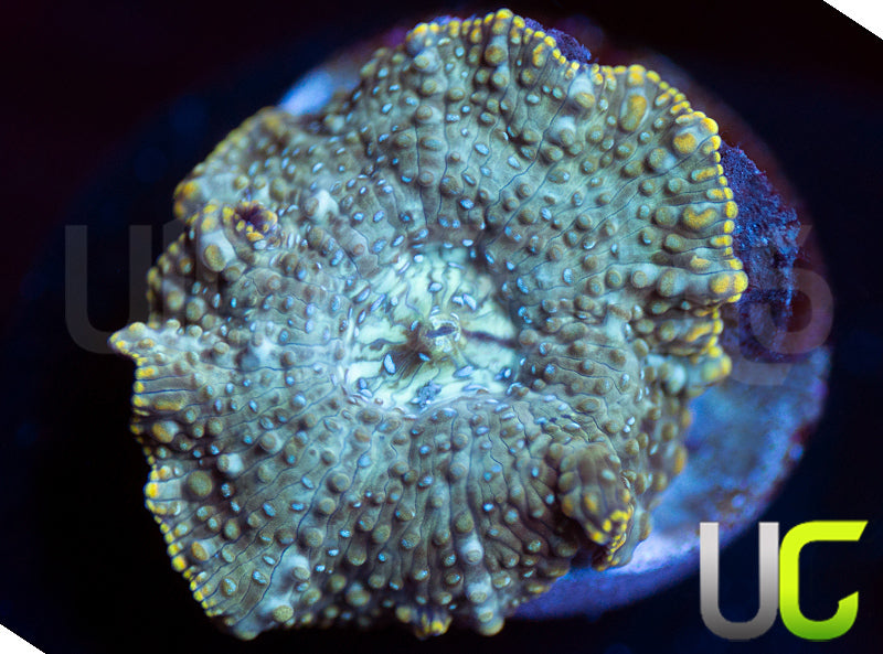 UC Swamp Thing Mushroom