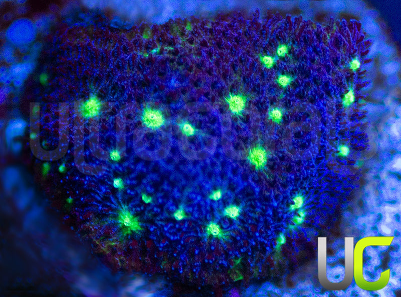 UC Toxic Constellation Psammocora
