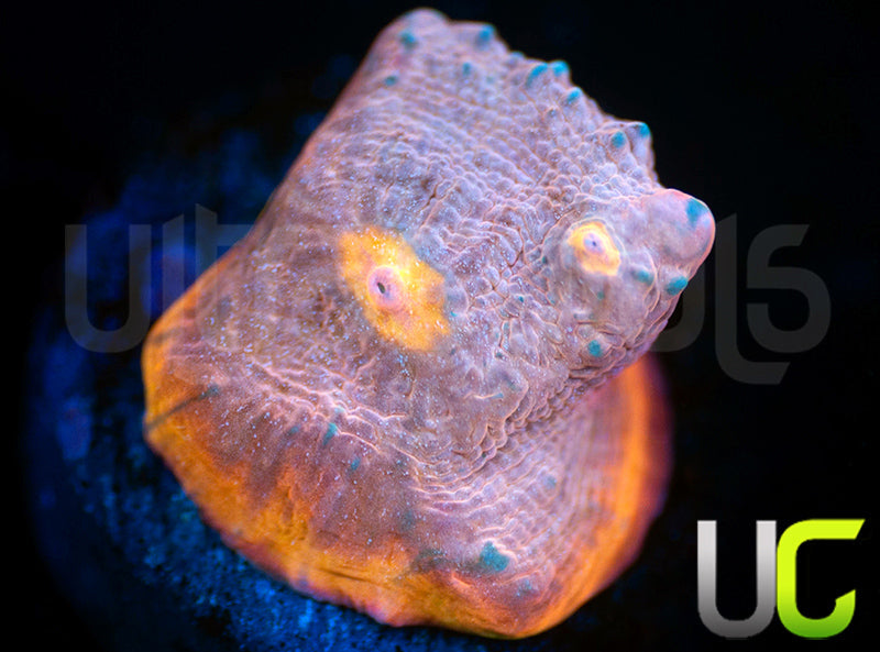 UC Funhouse Chalice