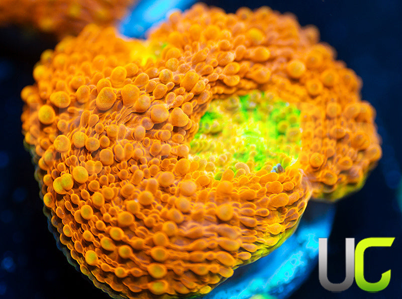 NEW RELEASE: UC Lorax Acan Echinata
