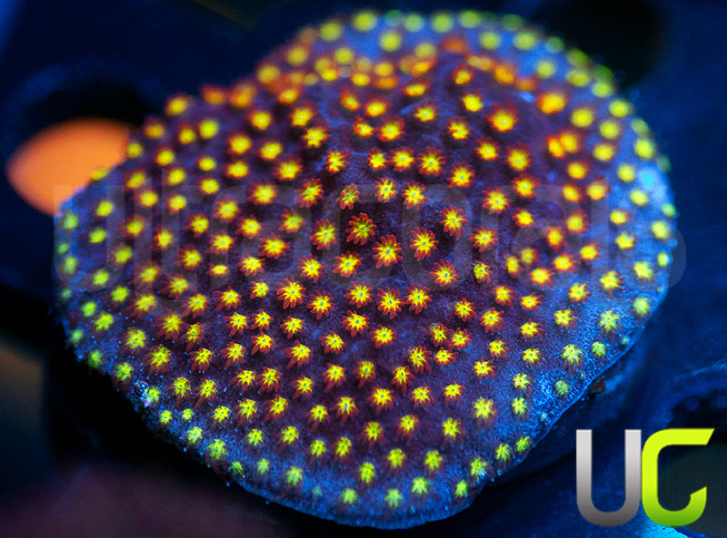 UC Flamethrower Stylo