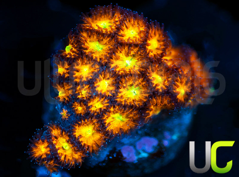 UC Dragon Ball Z Leptastrea