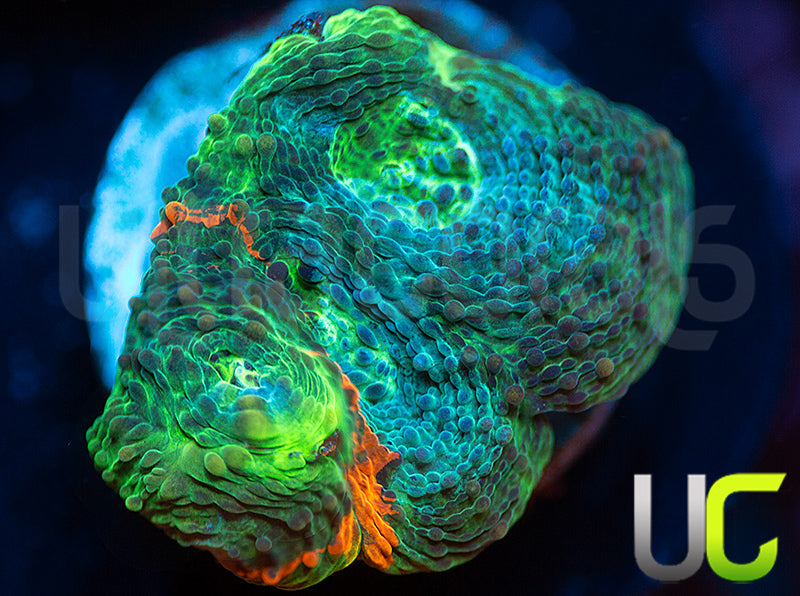 UC Rainbow Acan Echinata