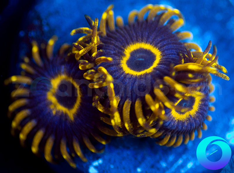 Purple Hornets