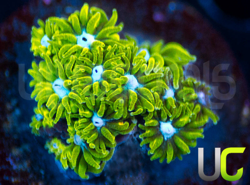 UC Blue Eyed Girl Leptastrea