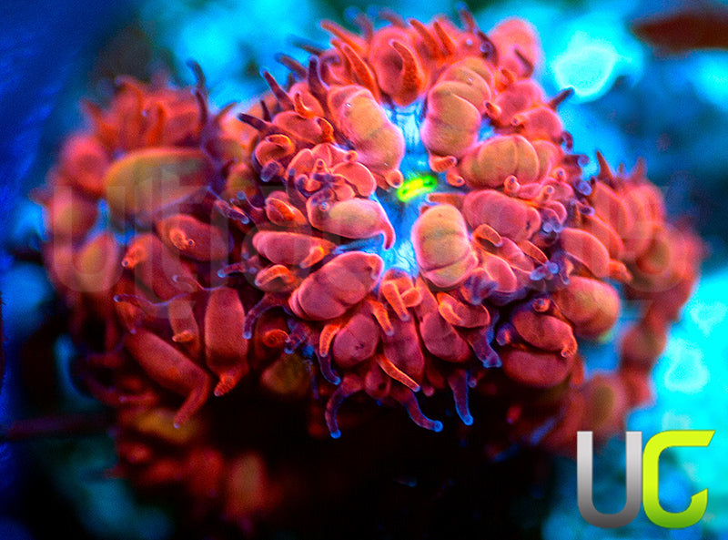 UC Blue Raven Blastos