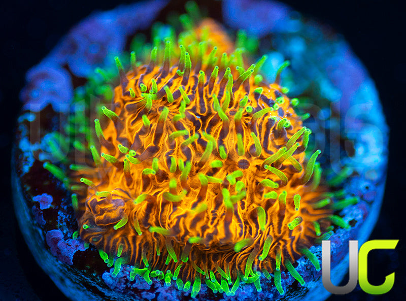 UC Fuzzy Navel Litho