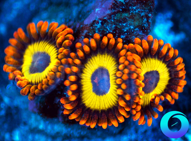 Fruit Loops