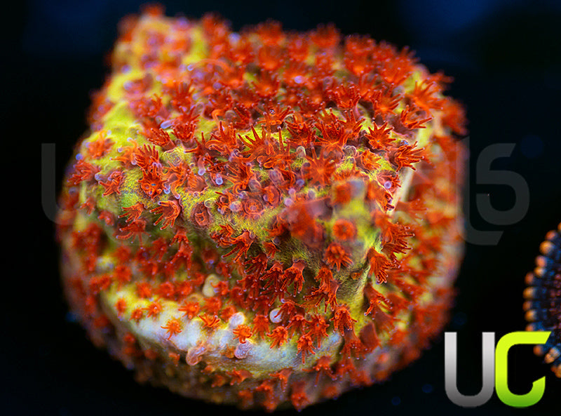 JF Burning Banana Stylo