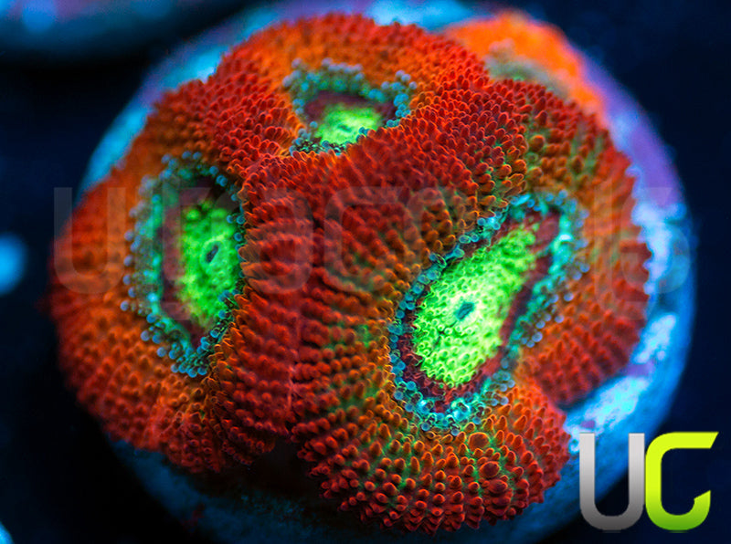 NEW RELEASE: UC Emperor Micro Amakusensis