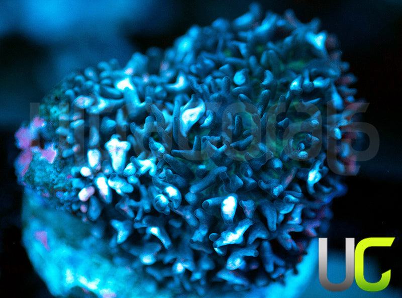 UC Corpse Bride Mushroom