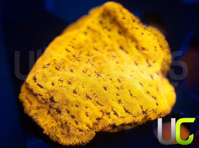 UC Golden Dragon Lepto